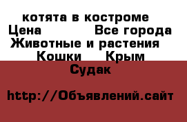 котята в костроме › Цена ­ 2 000 - Все города Животные и растения » Кошки   . Крым,Судак